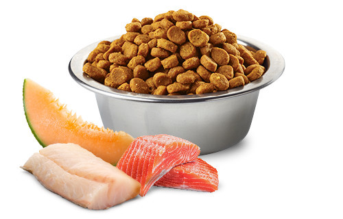 FARMINA N&D Ocean Dog Salmon, Cod, Cantaloupe, Melon Adult Mini - suché krmivo pro psy - 7 kg - foto 3